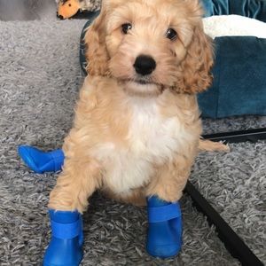 Blue Dog Booties 🐶